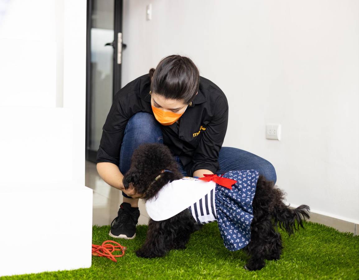 MOCATO: el lugar ideal para los cuidados de tu mascota MOCATO: el lugar ideal para los cuidados de tu mascota