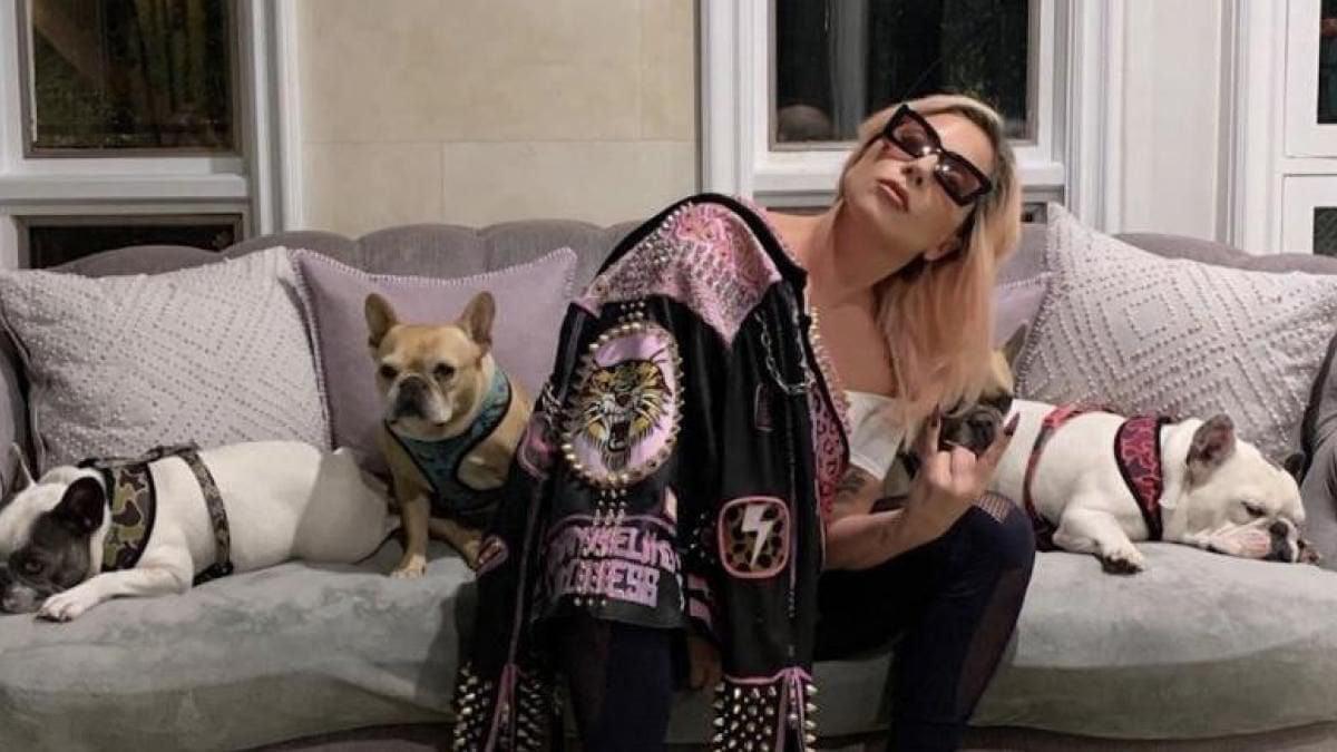 Lady Gaga y sus tres bulldogs franceses Lady Gaga y sus tres bulldogs franceses
