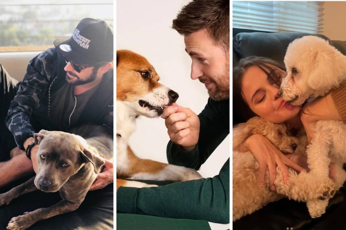 Zac Efron, Chris Evans y Selena Gómez son algunas de las celebridades que han adoptado a sus perrhijos. Zac Efron, Chris Evans y Selena Gómez son algunas de las celebridades que han adoptado a sus perrhijos.