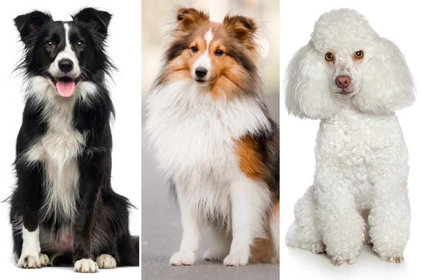 Estas son las razas de perros más inteligentes