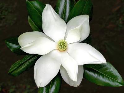 MagnoliasLa magnolia solo florece cada año en el mes de mayo y es la planta con flores más antigua conocida. Eres única, elegante, y probablemente vengas de una familia poderosa.