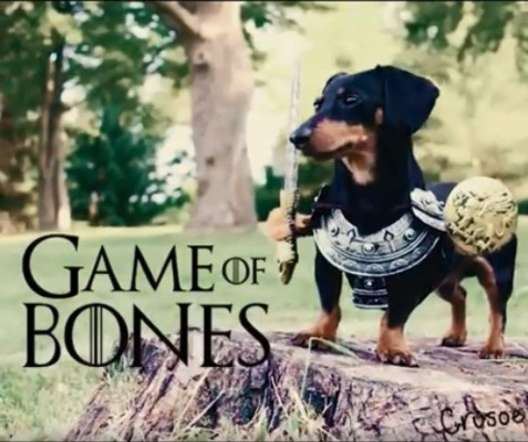 Crusoe, el perro celebrity que recreó los personajes de Game of Thrones