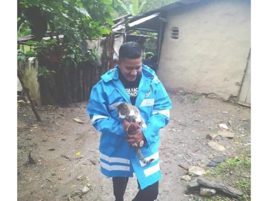 Mascotas rescatadas tras el paso del huracán Eta en Honduras