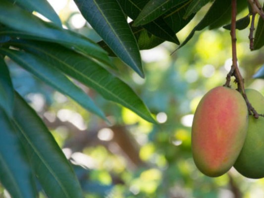 Anti cancerígeno: Estudios revelaron que la hoja de mango podría tener efectos antitumorales en la celular de cáncer de mama, según esta hoja contiene los componentes necesarios para implementarse como un preventivo dentro de la dieta.