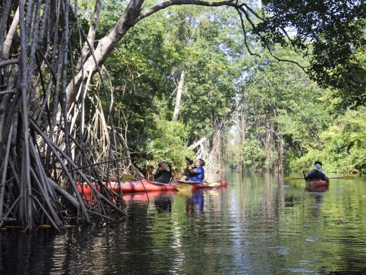 Laguna de Cacao un encuentro con los manglares y los monos aulladores y cara blanca. Laguna de Cacao un encuentro con los manglares y los monos aulladores y cara blanca.