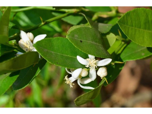 Las hojas de árbol de cítricos también son útiles para hacer tés para contrarrestar distintas enfermedades.