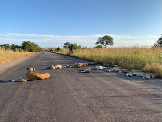 Una manada de leones disfruta de un tierno descanso en medio de las carreteras
