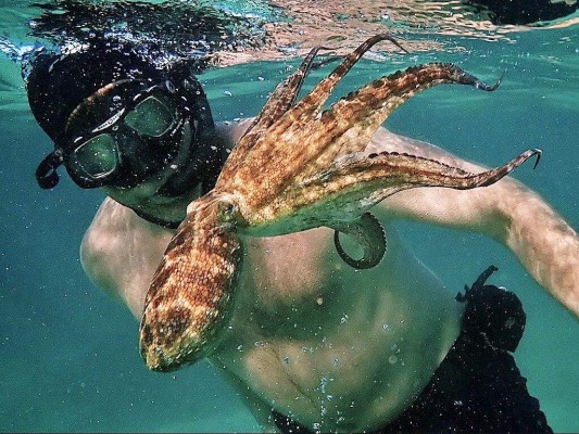Mejor documental 'My Octopus Teacher' ('Mi maestro el pulpo' o 'Lo que el pulpo me enseñó') Mejor documental 'My Octopus Teacher' ('Mi maestro el pulpo' o 'Lo que el pulpo me enseñó')