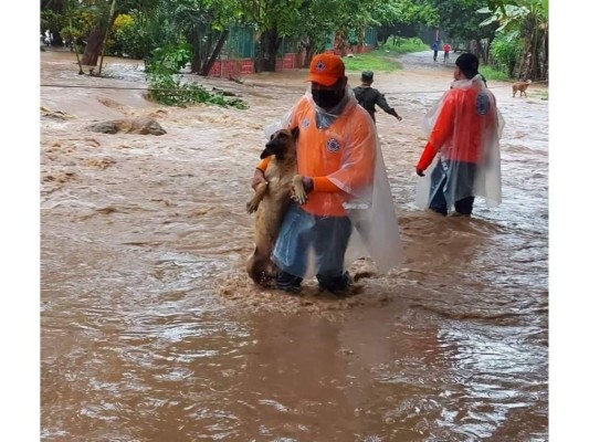 Mascotas rescatadas tras el paso del huracán Eta en Honduras