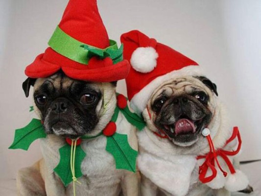 Ideas para vestir a tu mascota en Navidad