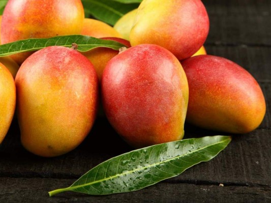Las hojas del árbol de mango podrían ayudarte a tratar una variedad de padecimiento por sus cualidades curativas; es sorprendente todo lo que puedes mejoran al ingerir esta peculiar bebida, te diremos cómo es su preparación y todos los beneficios que con ella puedes obtener.