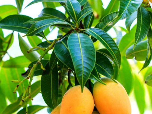 Quemaduras: La hoja de mango quemada sirve para aliviar el dolor en quemaduras, además de acelerar el proceso de cicatrización.