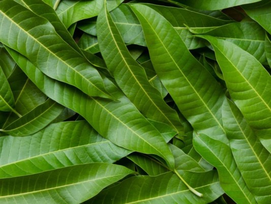 Problemas respiratorios: El consumo constante de este té podría ayudar paulatinamente si sufres de resfriados, bronquitis o asma; puede ser efectivo para la pérdida de la voz, ponle un poco de miel para incrementar su función.