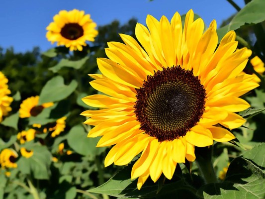4- investigaciones demuestran que las plantas y flores son capaces de crecer y sanar rápido de enfermedades si se les habla o si tienen música cerca.