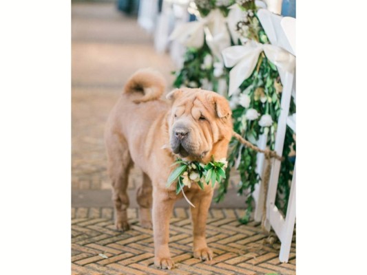 Perros, protagonistas de las bodas