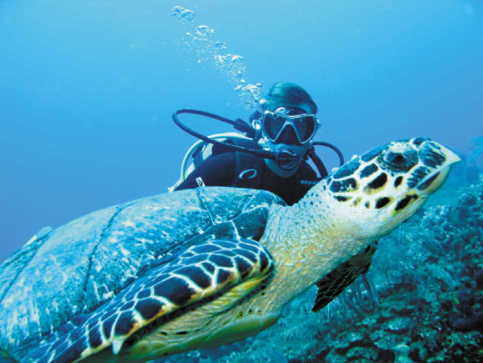 Bucear con tortugas marinas es una experiencia única en Utila, Islas de la Bahía (Foto: Arturo Sosa).