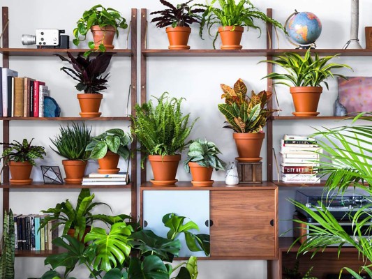 Utilizar plantas en las estanterías es un recurso decorativo muy frecuente ya que es muy fácil acertar y conseguir un efecto refrescante y en armonía. Combina las plantas con libros, objetos de colección, etcétera, y procura que las maceteras sean de mismo color o similares.
