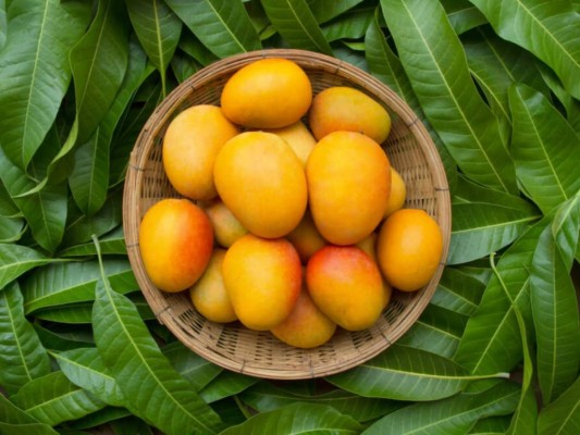 Tratamiento complementario para los cálculos: cuando se sufre de cálculos se puede optar por ingerir un remedio a base de hojas de mango que ayuda combatir esta dolencia. Para este cambia un poco su preparación: se tritura la hoja en seco, se reposa en agua durante toda la noche y posteriormente se bebe el remedio. Esto ayuda a romper las piedras facilitando así su expulsión.