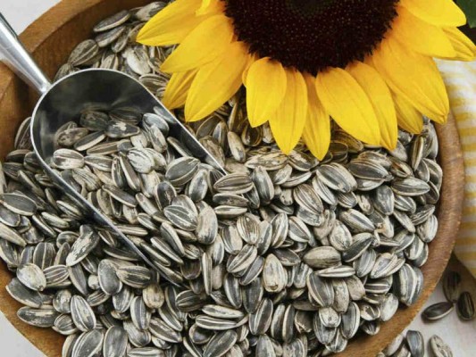 Semillas de girasol. Abundantes en vitamina E, las semillas de girasol aumenta en flujo de sangre a tu cráneo promoviendo el crecimiento del cabello.