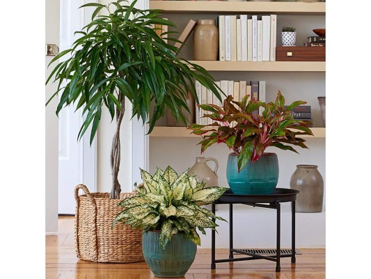 Combina diversas maceteras, en atrevidos colores y diversas texturas, que vayan acorde al estilo decorativo imperante en el área donde las colocas. Recuerda que las plantas grandes deben sembrarse en bases amplias, que permitan mejor adaptación y crecimiento. Las mejores alternativas para las plantas grandes son las macetas de terracota o de piedra ya que este material ofrece un buen apoyo y soporta muy bien las plantas con raíces más pesadas.