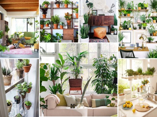 Ideas para decorar con plantas