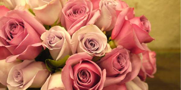 RosasAventuras y viajes, son una forma de vida para los amantes de las rosas. Les fascina conocer nuevas culturas y sus auténticas características. Ellas prosperan en cada época, nunca les falta brillo y estilo. Ellos son el Veuve Clicquot de las fiestas. RosasAventuras y viajes, son una forma de vida para los amantes de las rosas. Les fascina conocer nuevas culturas y sus auténticas características. Ellas prosperan en cada época, nunca les falta brillo y estilo. Ellos son el Veuve Clicquot de las fiestas.