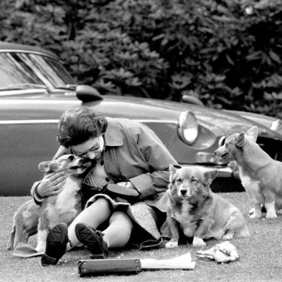 La reina Isabel y sus corgis La reina Isabel y sus corgis