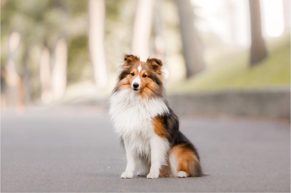 Estas son las razas de perros más inteligentes