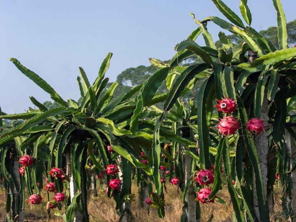 Motivos para consumir Pitahaya