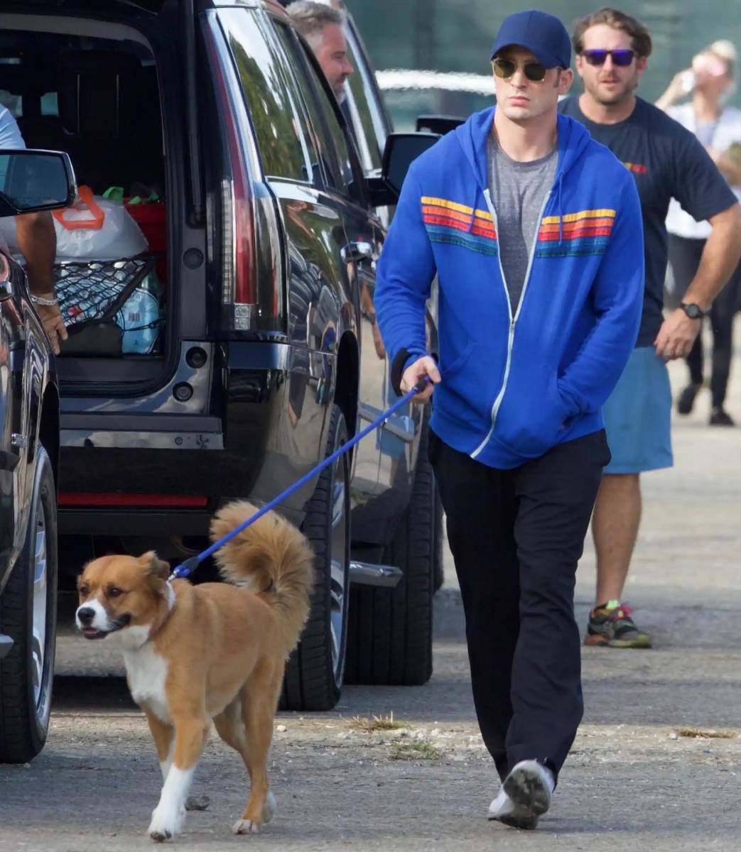 Dodger, el perro de Chris Evans, al que el actor adoptó en el set de <i>Gifted. </i>
