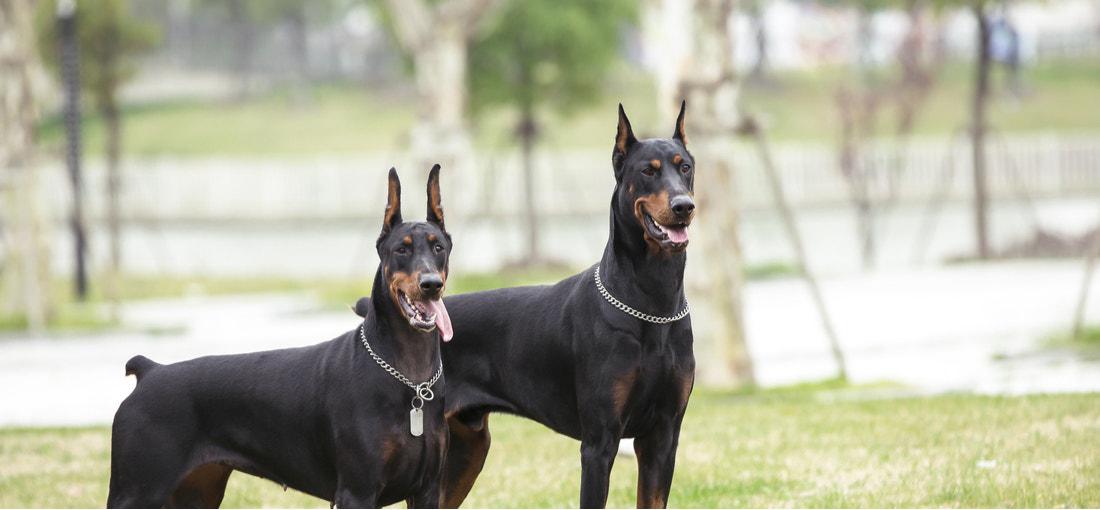  Dóberman pinscher. Destaca entre las razas de perros de defensa y protección. Se caracteriza por ser un perro musculoso y poderoso, con mucha fortaleza.