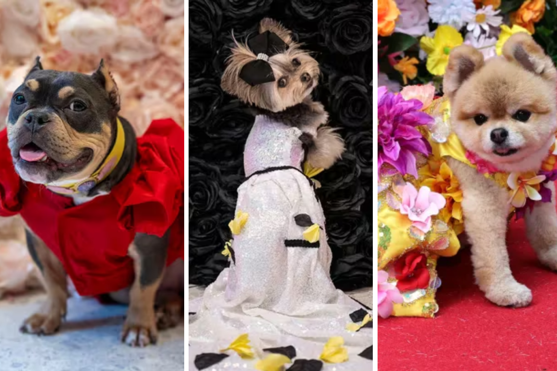 ¡Los caninos más chic brillaron en la alfombra roja de la Pet Gala! Decenas de adorables perros, en su mayoría de tamaño pequeño, deslumbraron luciendo sus mejores trajes de alta costura, diseñados a medida para imitar a las icónicas celebridades de la reciente Met Gala. Estos peludos fashionistas demostraron que el mundo de la moda no tiene límites, ¡ni siquiera para los amigos de cuatro patas!