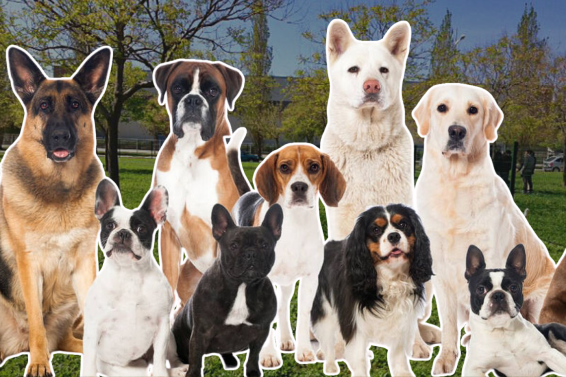 Los perros son parte integral de nuestras vidas, ofreciendo amor incondicional y compañía fiel. Como responsables de su bienestar, es crucial entender los cuidados necesarios para garantizarles una vida larga y saludable. Aquí te presentamos una guía informativa sobre los cuidados esenciales para alargar la vida de tu perro.