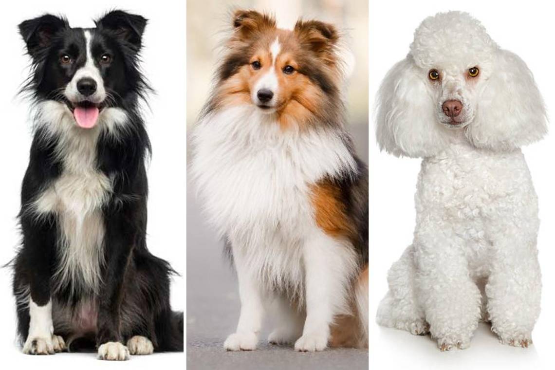 Obedientes, leales e inteligentes. Estas son las razas de perros más superdotados en todo el mundo, su capacidad para aprender fácilmente, agilidad y memoria siempre sorprende a sus dueños. Para llegar a esa conclusión un jurados calificador llego a un consenso y esta es la lista