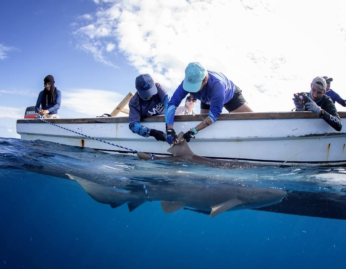 Honduras es un país de agua. Tenemos más mar que tierra. Nuestra extensión territorial marina es casi el doble de la terrestre y, paradójicamente, el nombre Honduras significa profundidad.
