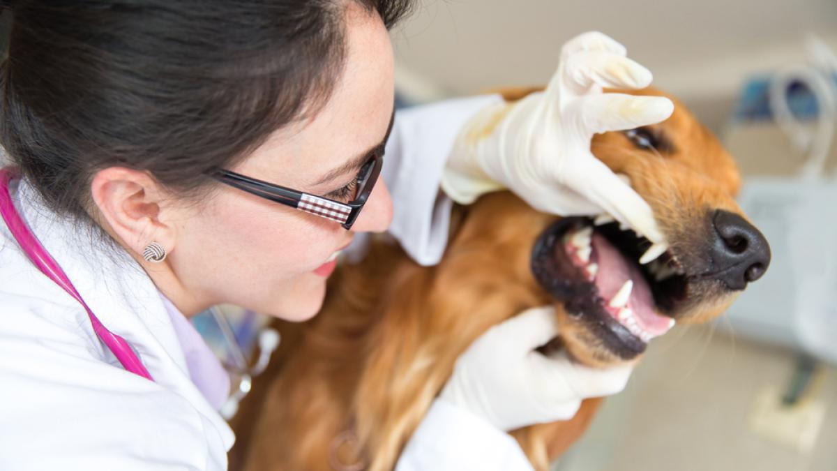 El cuidado dental es crucial para prevenir enfermedades bucales y sistémicas. Cepilla los dientes de tu perro regularmente y proporciona juguetes masticables que promuevan la salud dental.