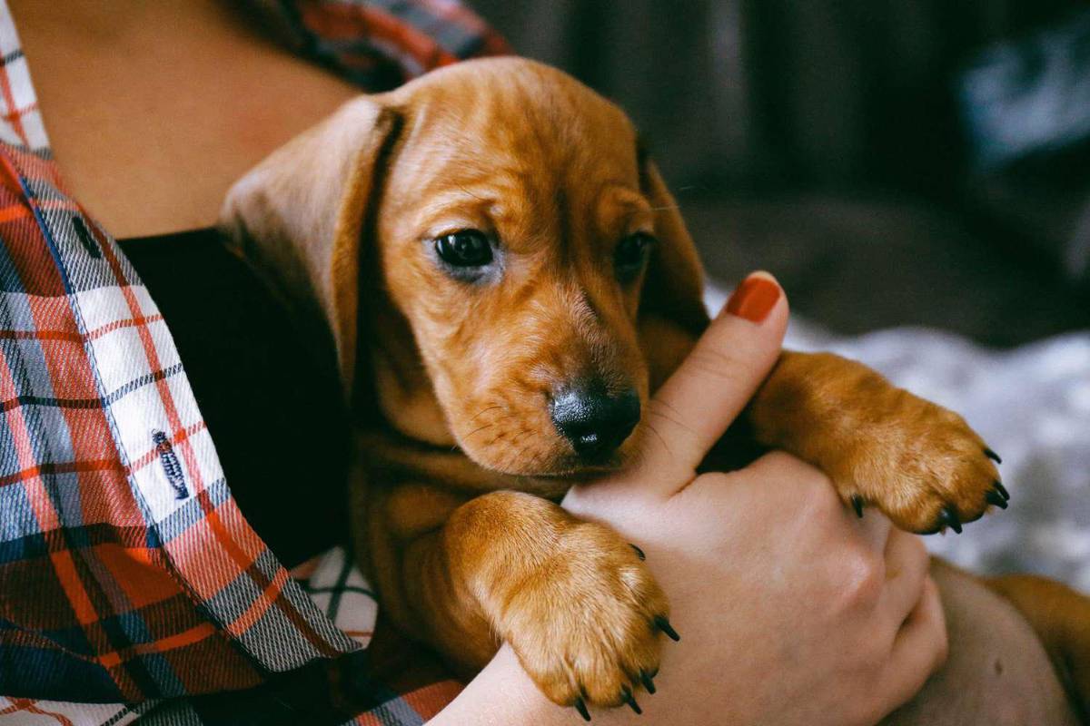 Los beneficios de tener un perro