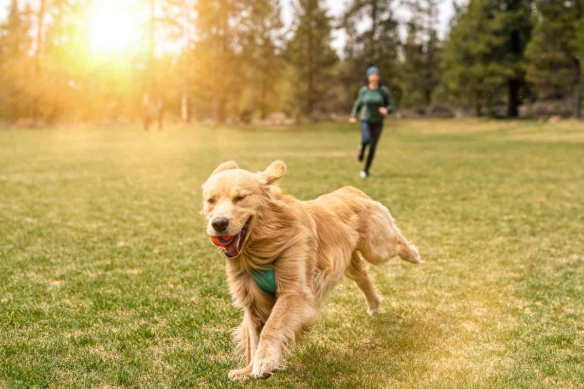 Los beneficios de tener un perro