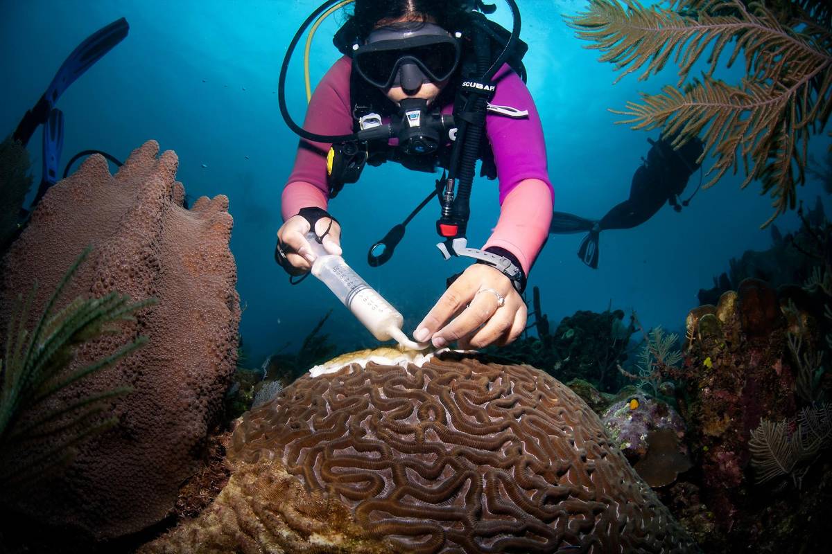 Gabriela tratando corales con antibióticos para su recuperación