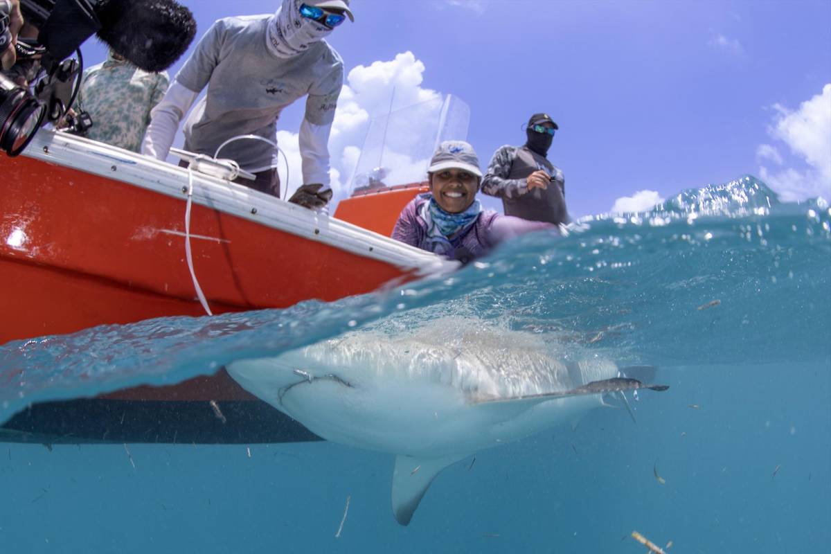 Etiquetando un tiburón para su cuidado y monitoreo. Necesitamos tiburones en nuestros océanos. Muchos de ellos y sus parientes las rayas están en peligro critico de extinción. Hay más probabilidades de que te muerda un perro saliendo de tu casa, de que te muerda un tiburón.