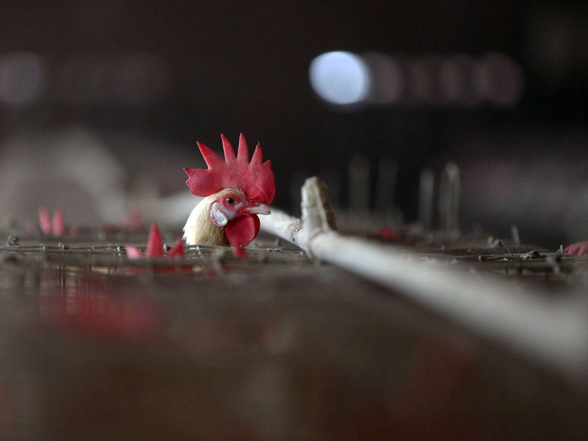¿Qué es la gripe aviar y cómo evitar su contagio?