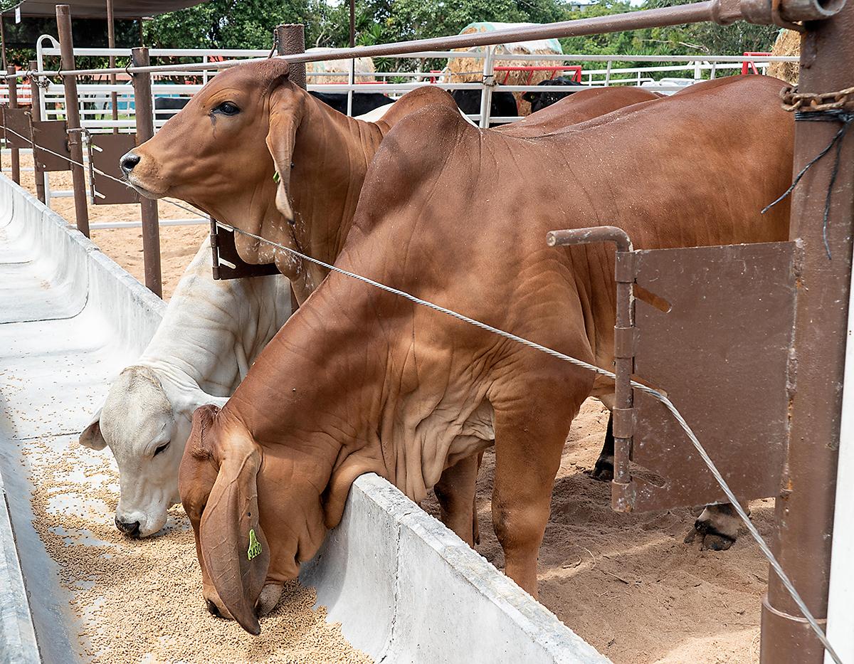 Tour de la Carne 2024 por Agroindustrias del Corral
