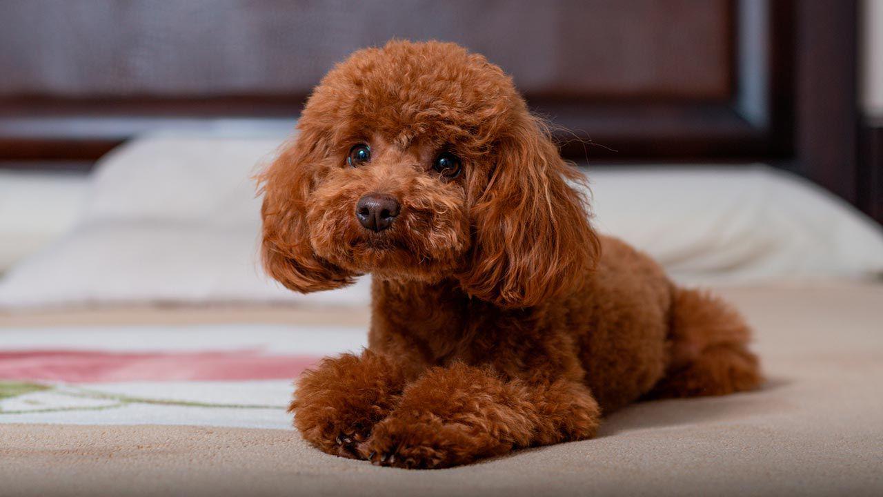 Los poodle, son los favoritos de la realeza, su estilo y su porte los hacen ser únicos. Es una raza de perros vivaz, fiel y juguetona: sus ejemplares aprenden con mucha facilidad. 