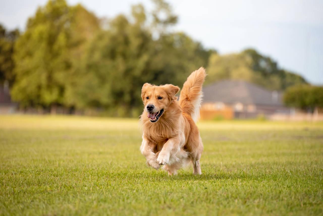 Golden Retriever. Con sus características de perro cobrador, sabueso, bloodhound y spaniel de agua, es un hábil perro de caza con aptitudes para el rastreo. 