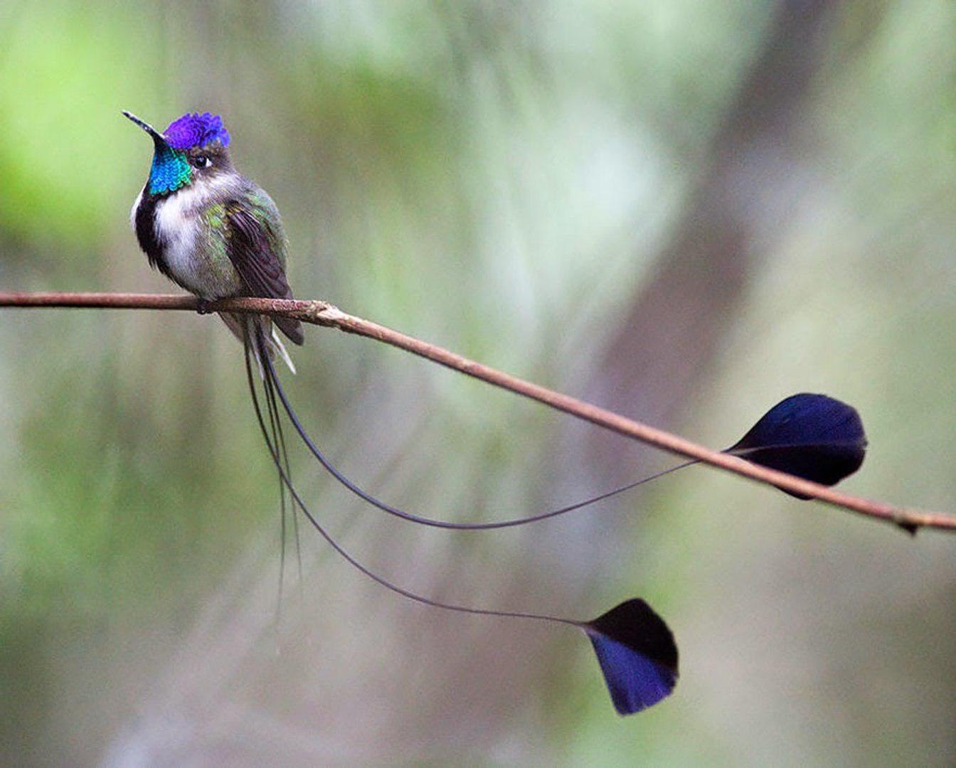 De acuerdo a la Organización Panamericana de la Salud, la influenza aviar es una enfermedad infecciona que afecta principalmente a las aves. 