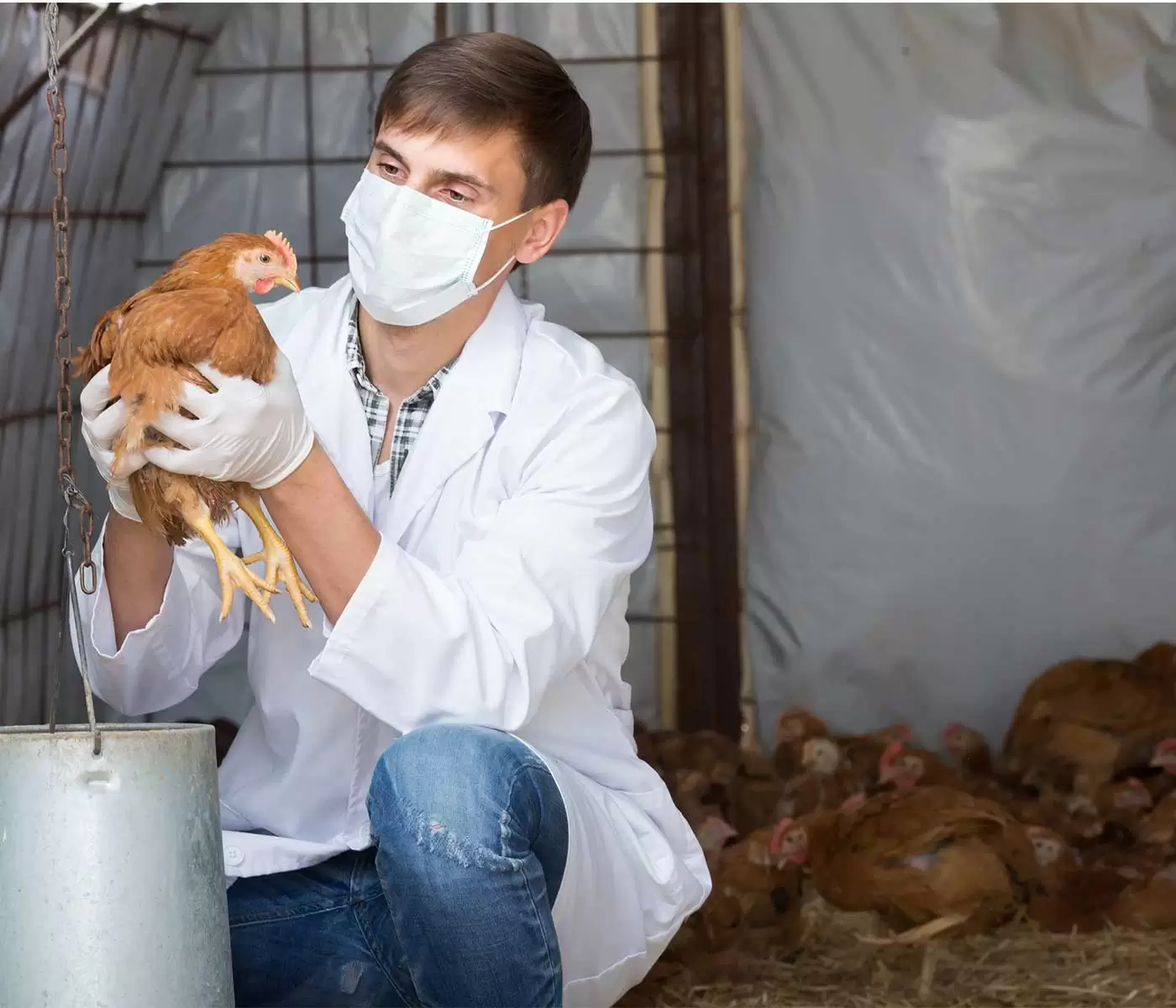 Asimismo, usa guantes y una mascarilla bien ajustada cuando vayas a tener contacto con aves domésticas y de corral que parezcan infectadas o hayan muerto. 