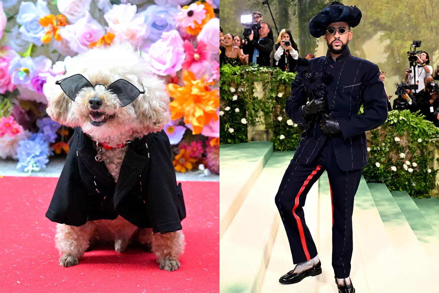 Ted Gram, un poodle, adoptó el estilo icónico de Bad Bunny, con gafas de sol. 