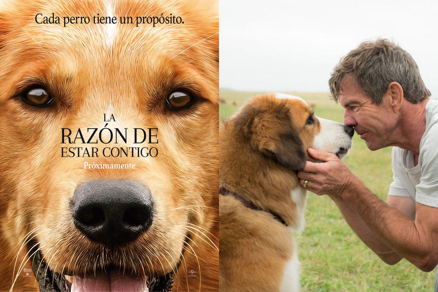<b>La razón de estar contigo</b>Un perro fiel descubre el sentido de su existencia a través de las vidas de los humanos a quienes enseña a reír y amar. Reencarnado en múltiples perros a lo largo de cinco décadas, este adorable can desarrolla un vínculo inquebrantable con un alma gemela llamada Ethan. 