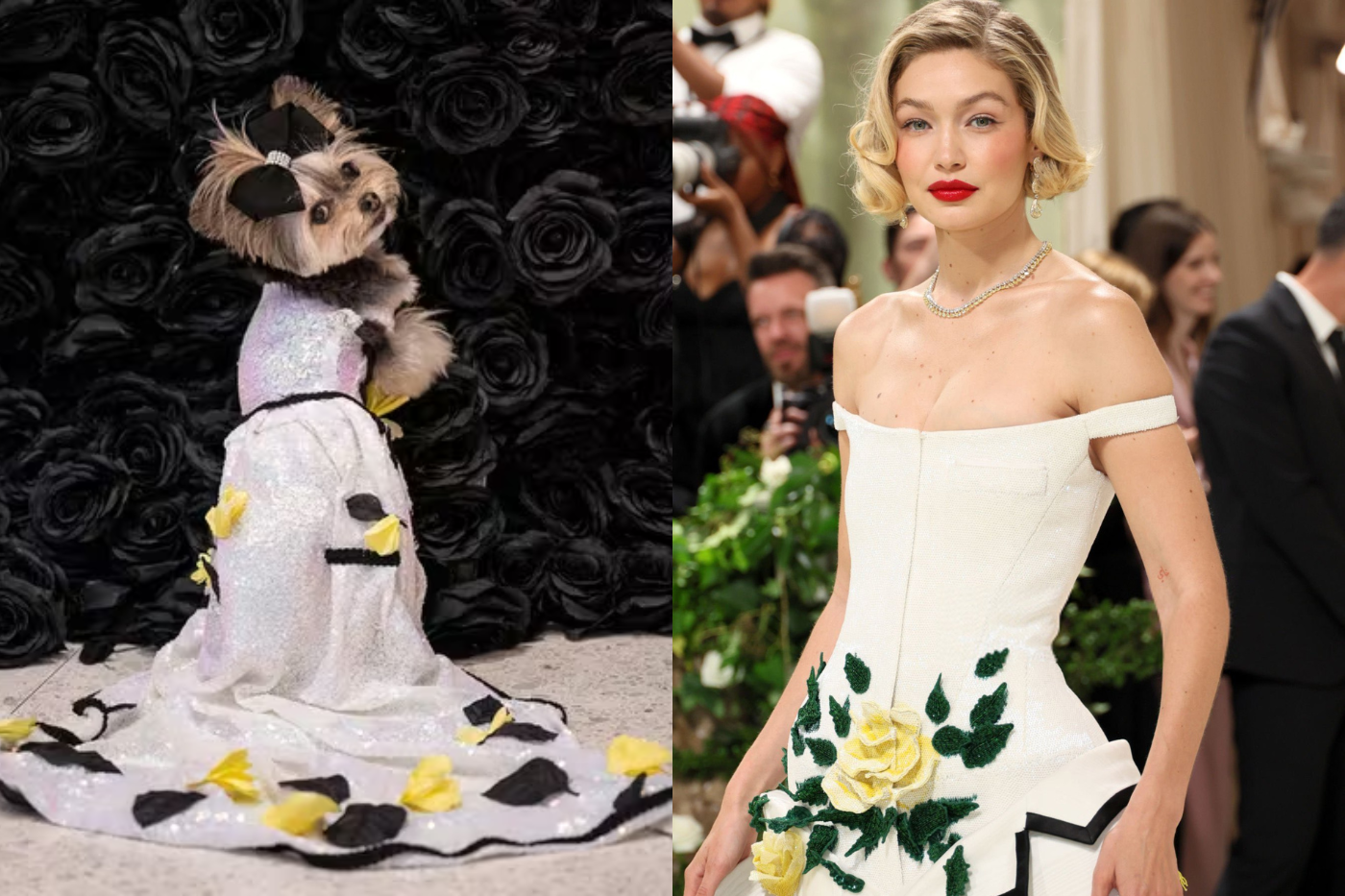 Una Morkie llamada Livie fue elegida para lucir una recreación del look de Gigi Hadid.