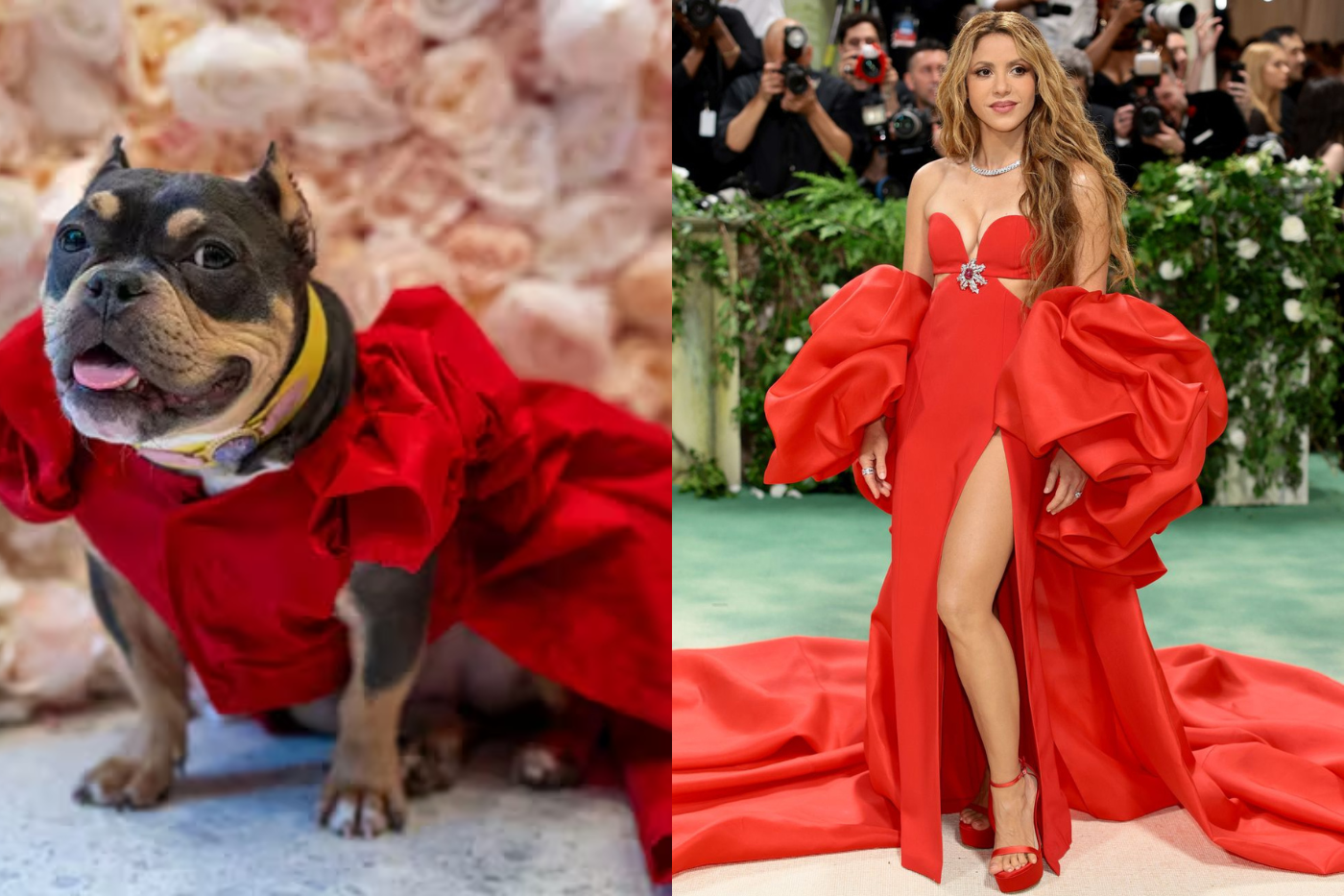Una pocket pitbull le hizo honor a Shakira con su icónico vestido rojo. 